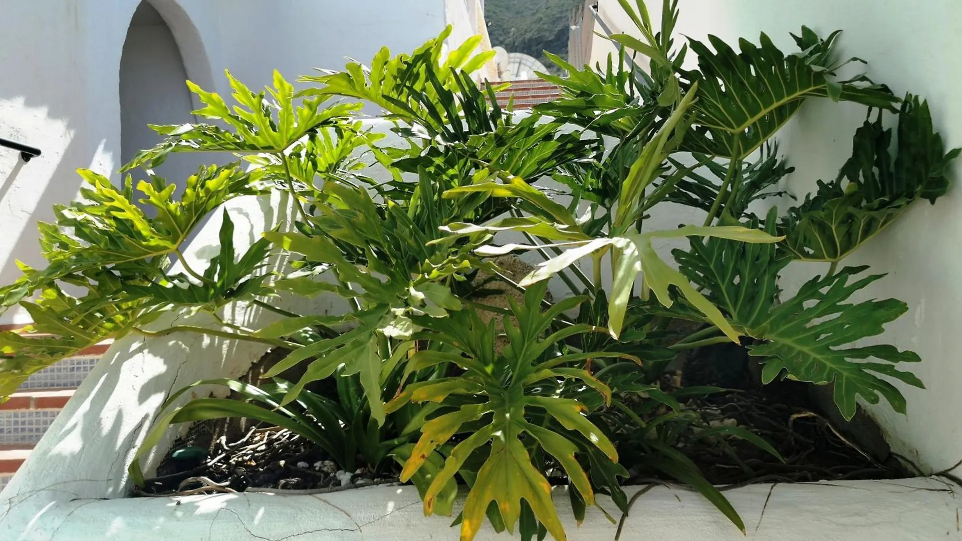 דירות ארונה Royal Panorama Penthouse